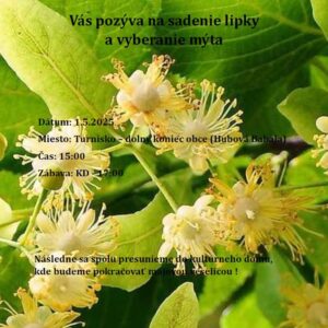 Sadenie lipky
