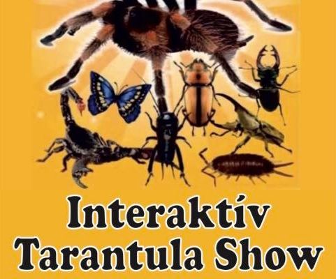 Interaktiv Tarantula Show